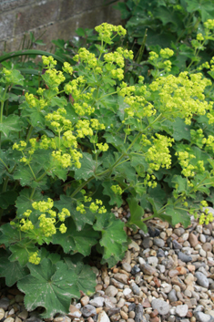 Downy Lady's-mantle