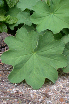 Downy Lady's-mantle