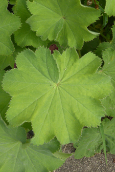 Downy Lady's-mantle