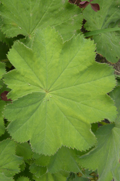 Downy Lady's-mantle