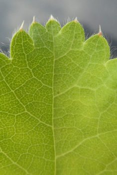 Downy Lady's-mantle