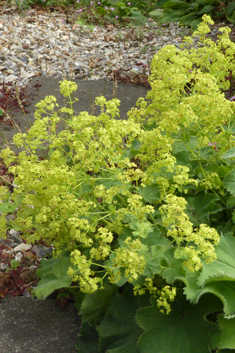 Downy Lady's-mantle