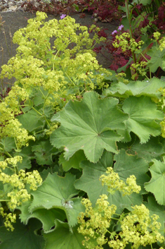 Downy Lady's-mantle