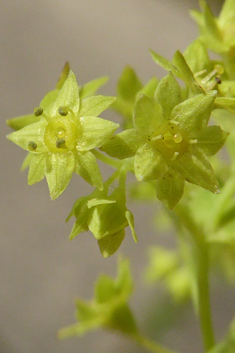 Downy Lady's-mantle