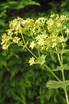 Downy Lady's-mantle