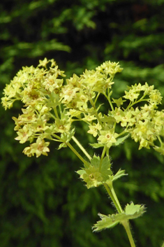 Downy Lady's-mantle