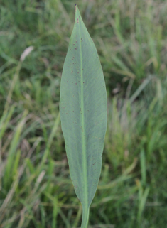 Narrow-leaved Water-plantain