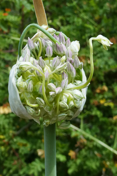 Babington's Leek