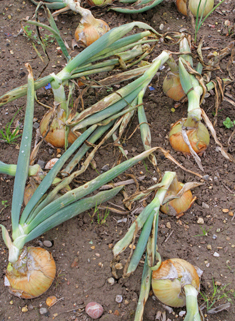 Cultivated Onion