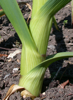 Cultivated Garlic