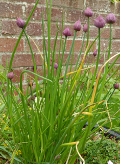 Common Chives