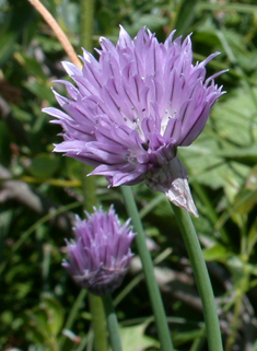 Common Chives