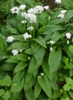 Ramsons