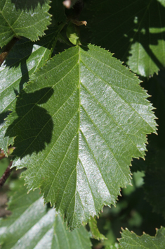 Green Alder