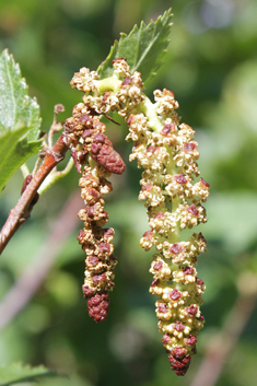 Green Alder