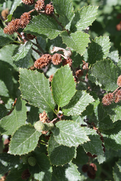 Green Alder