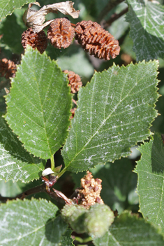 Green Alder