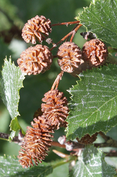 Green Alder