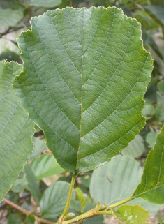 European Alder