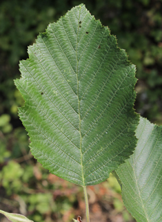 Grey Alder