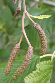 Grey Alder