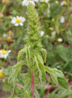 Green Amaranth