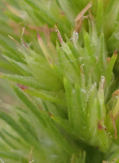 Green Amaranth