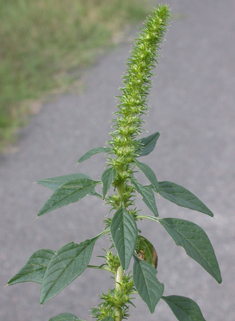 Palmer's Amaranth