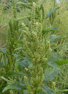 Powell's Amaranth