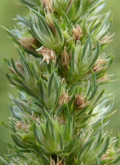 Powell's Amaranth