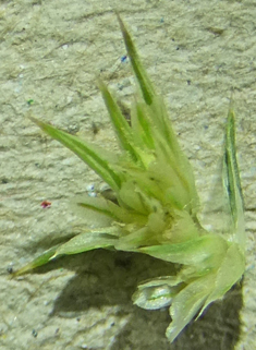Common Amaranth