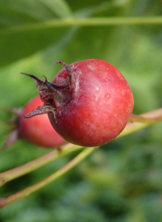 Lamarck's Juneberry