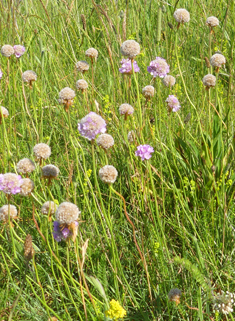 Common Thrift