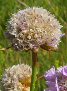 Common Thrift