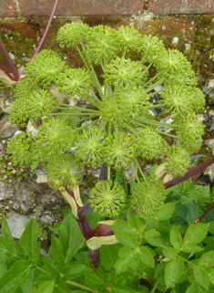 Northern Angelica
