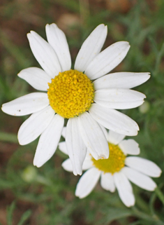 Stinking Chamomile