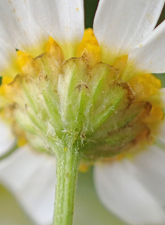 Stinking Chamomile