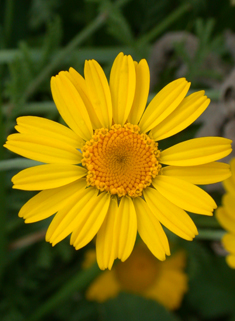 Yellow Chamomile