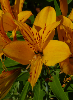 Peruvian Lily