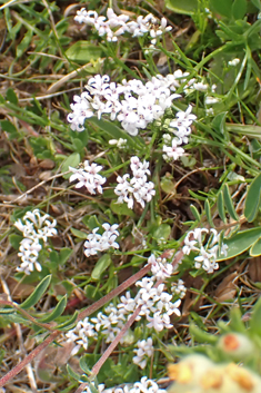 Squinancywort