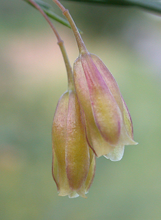 Common Asparagus