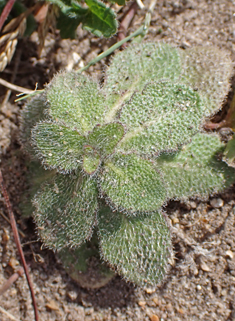 Hairy Rock-cress