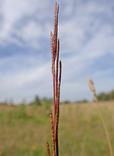 Hairy Rock-cress