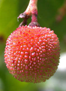 Mediterranean Strawberry-tree