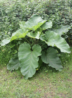 Greater Burdock