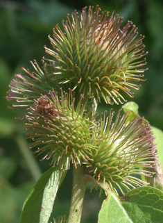 Lesser Burdock