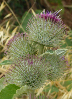 Lesser Burdock