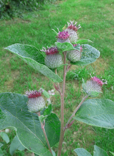 Woolly Burdock