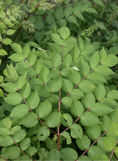 Chinese Angelica-tree