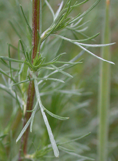 Field Wormwood